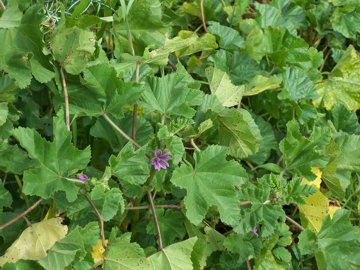 Malva sylvestris